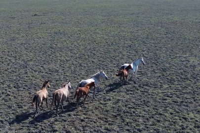 Kuş Cenneti’nde yaklaşık 450 yılkı atı yaşıyor