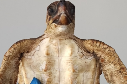 Nesli tükenmek üzere olan 2 şahin gagalı kaplumbağa öldü