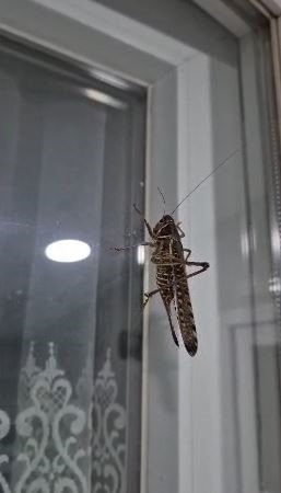 istanbul çekirge