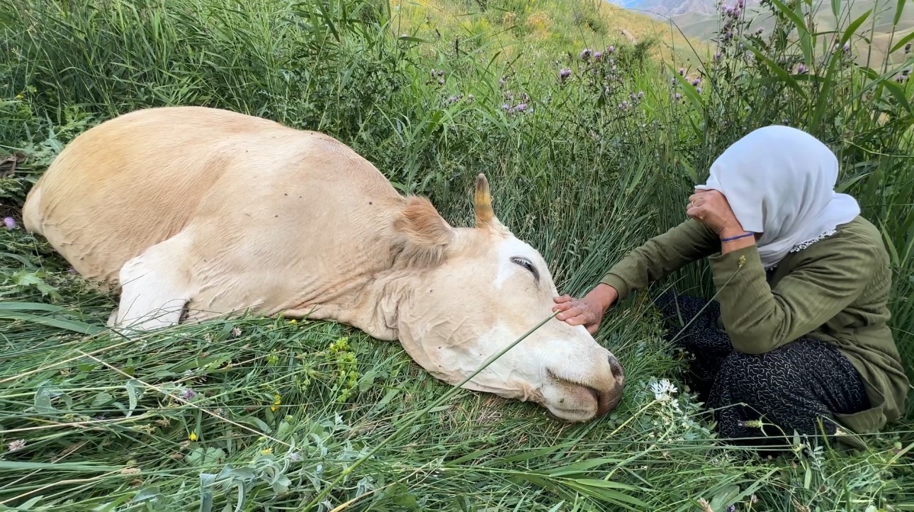 hakkari inek