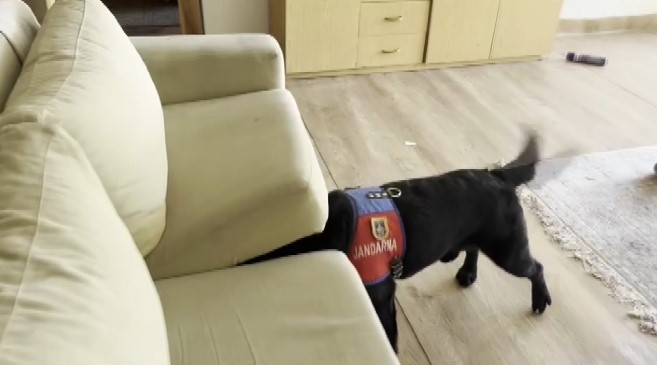 narkotik köpeği takip